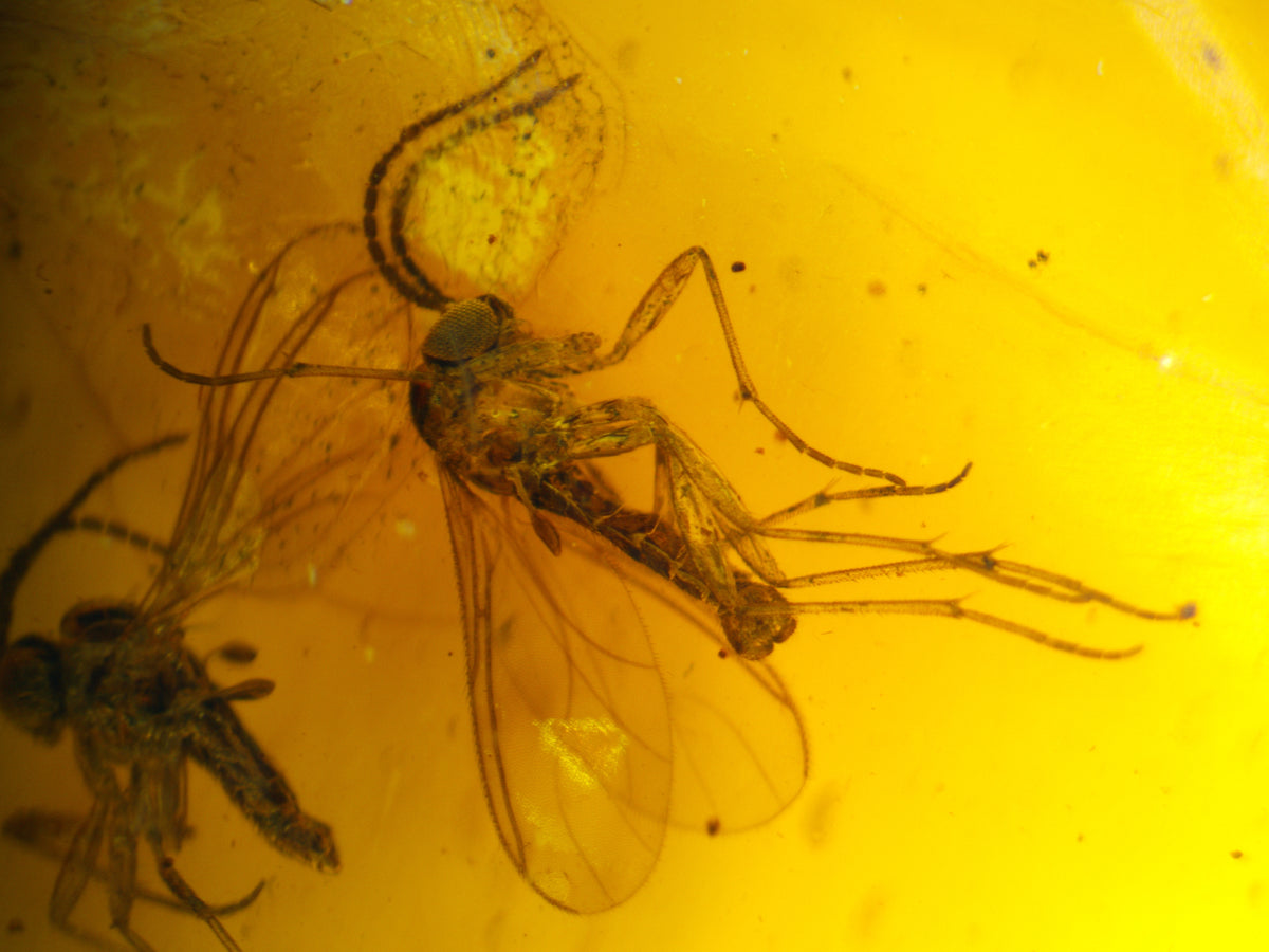 Multi-Insect Assembly Amber Inclusion