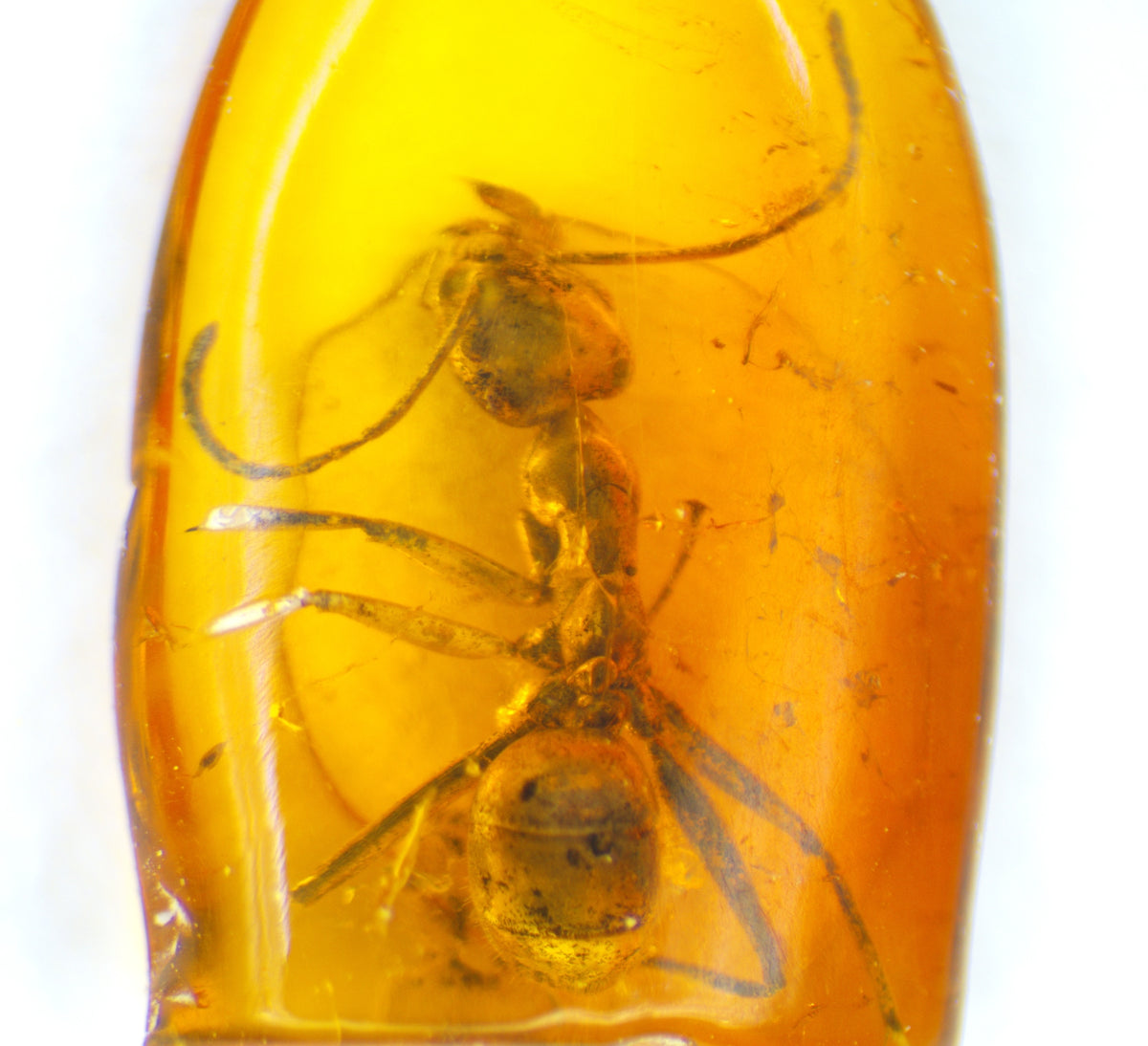 Ant Inclusion Amber Inclusion