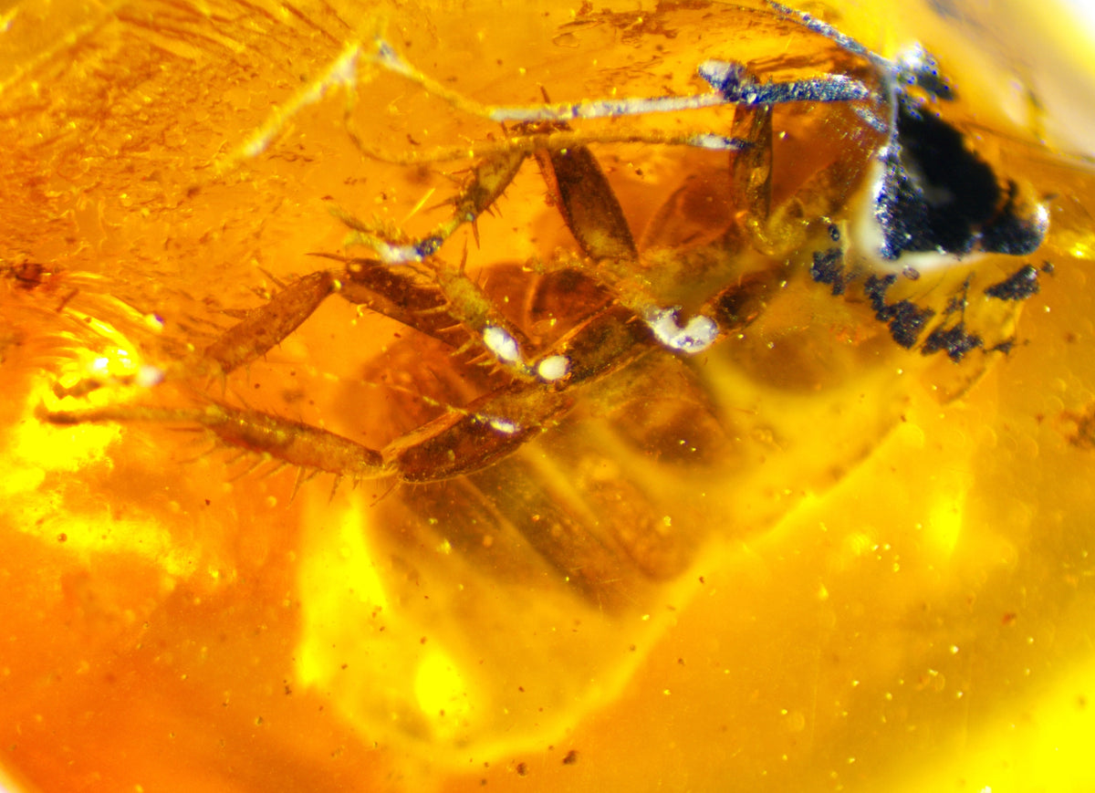 Cockroach Amber Inclusion