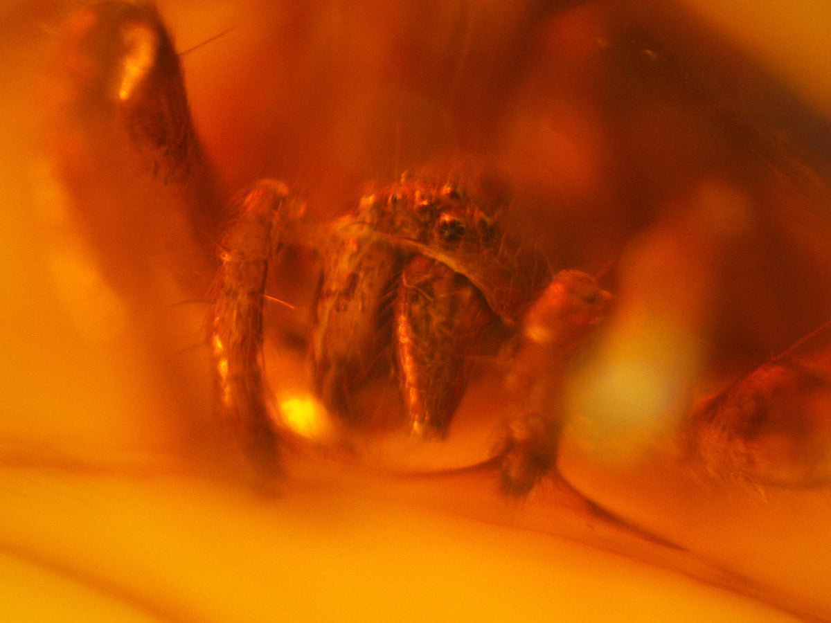 Huntsman Spider Amber Inclusion