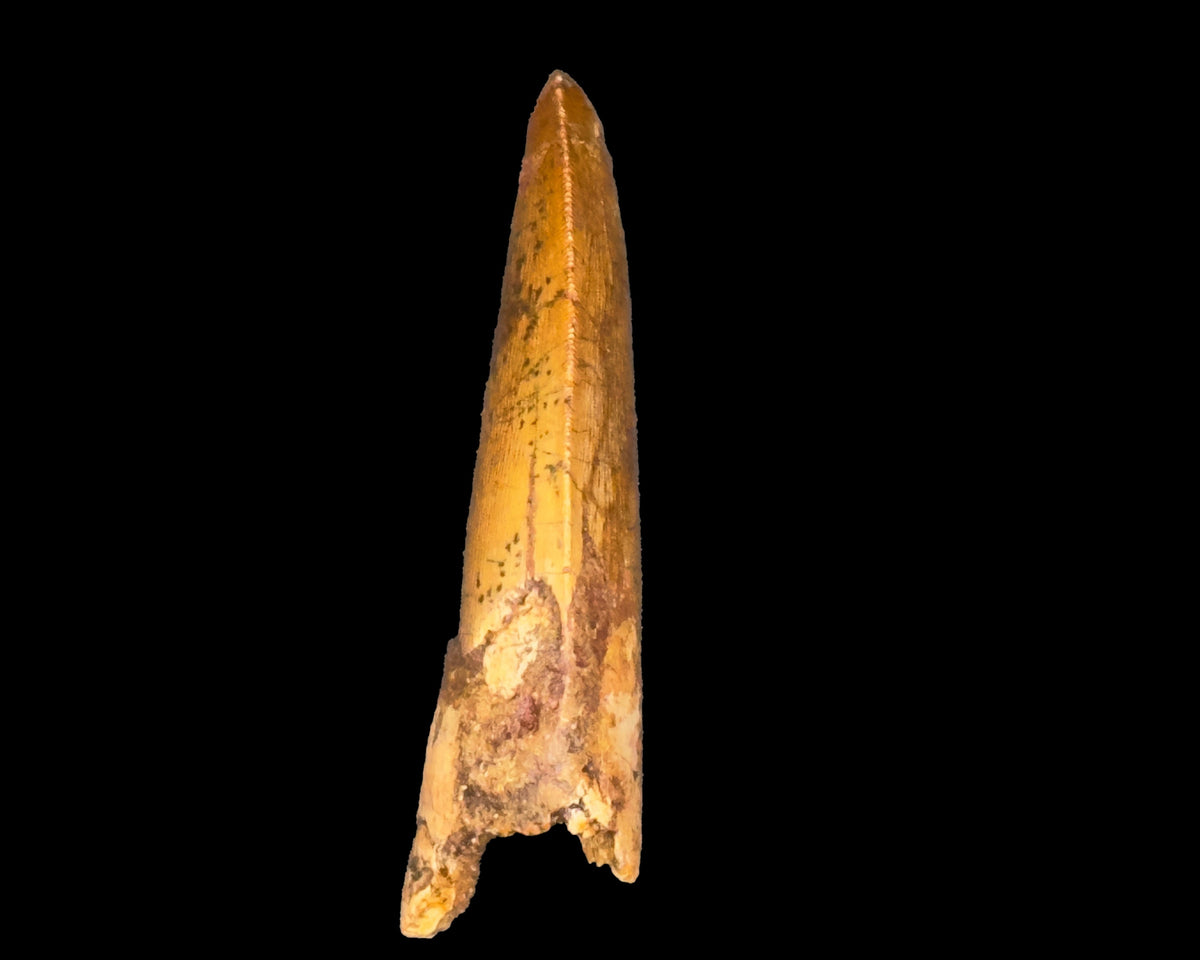 Large Carcharodontosaurus Tooth