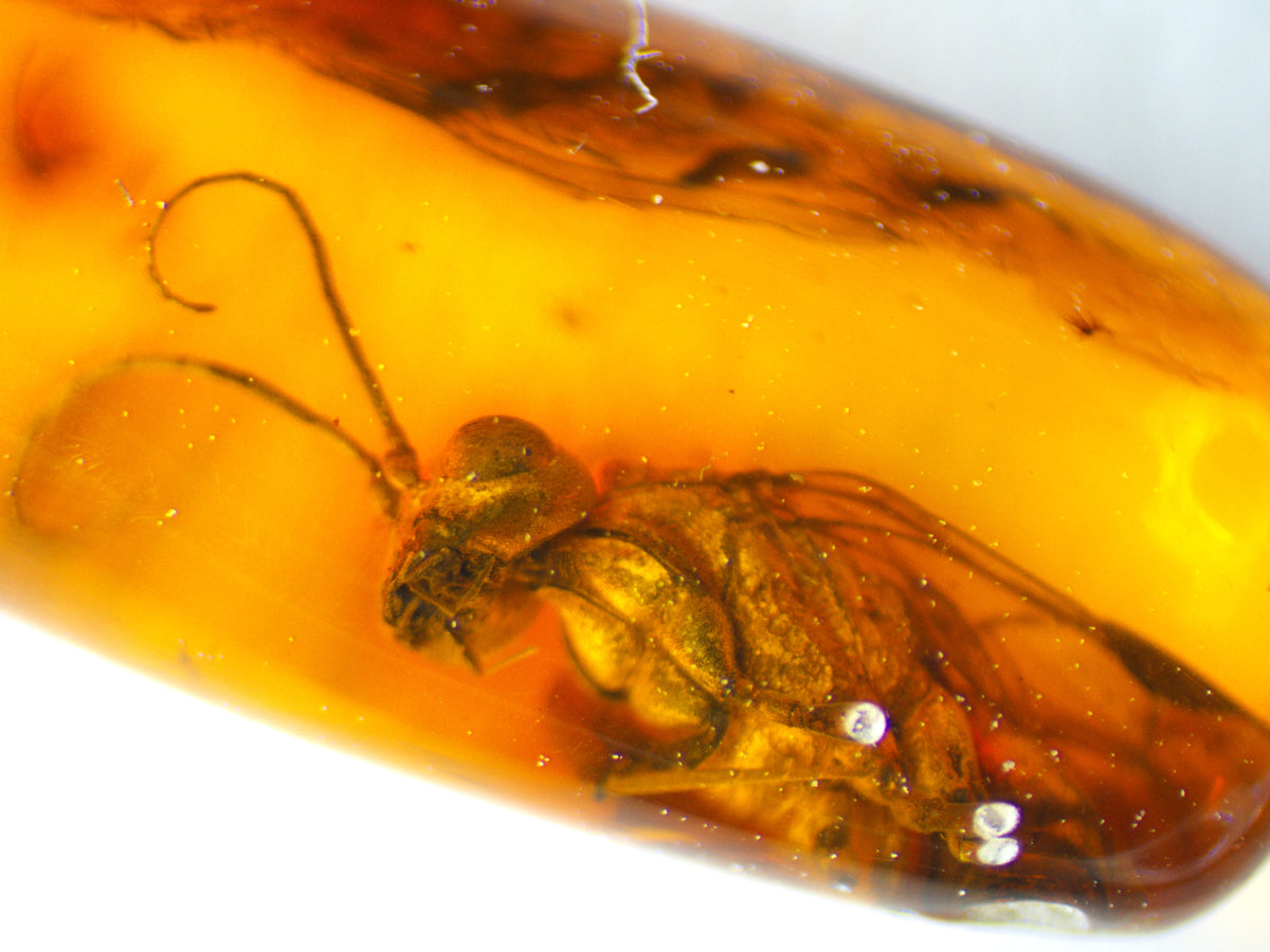 Parasitic Wasp and Fly Amber Inclusion