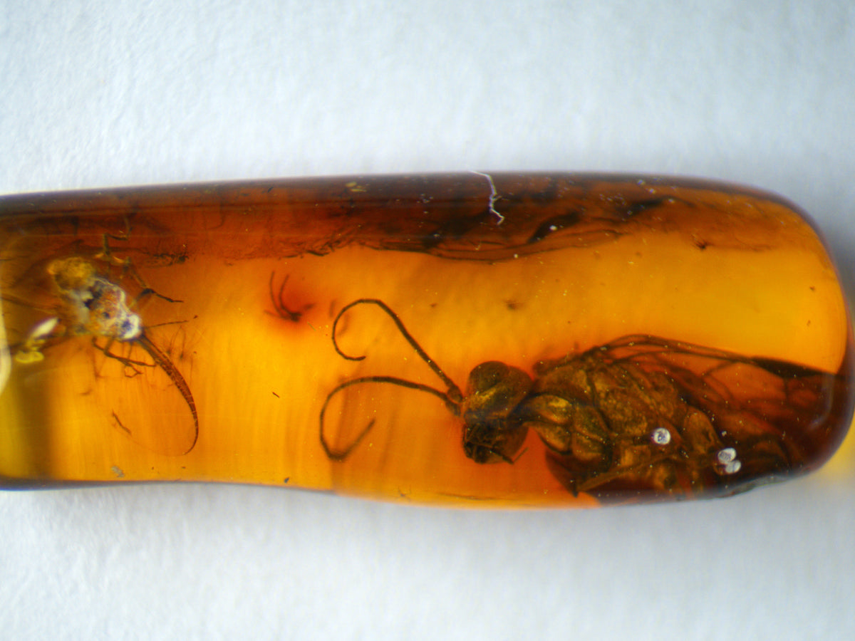 Parasitic Wasp and Fly Amber Inclusion