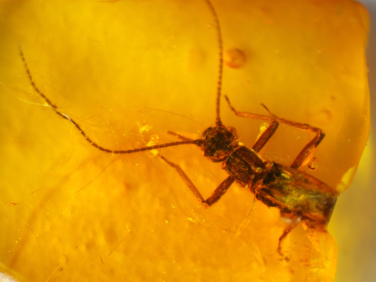 Plecoptera Stone Fly