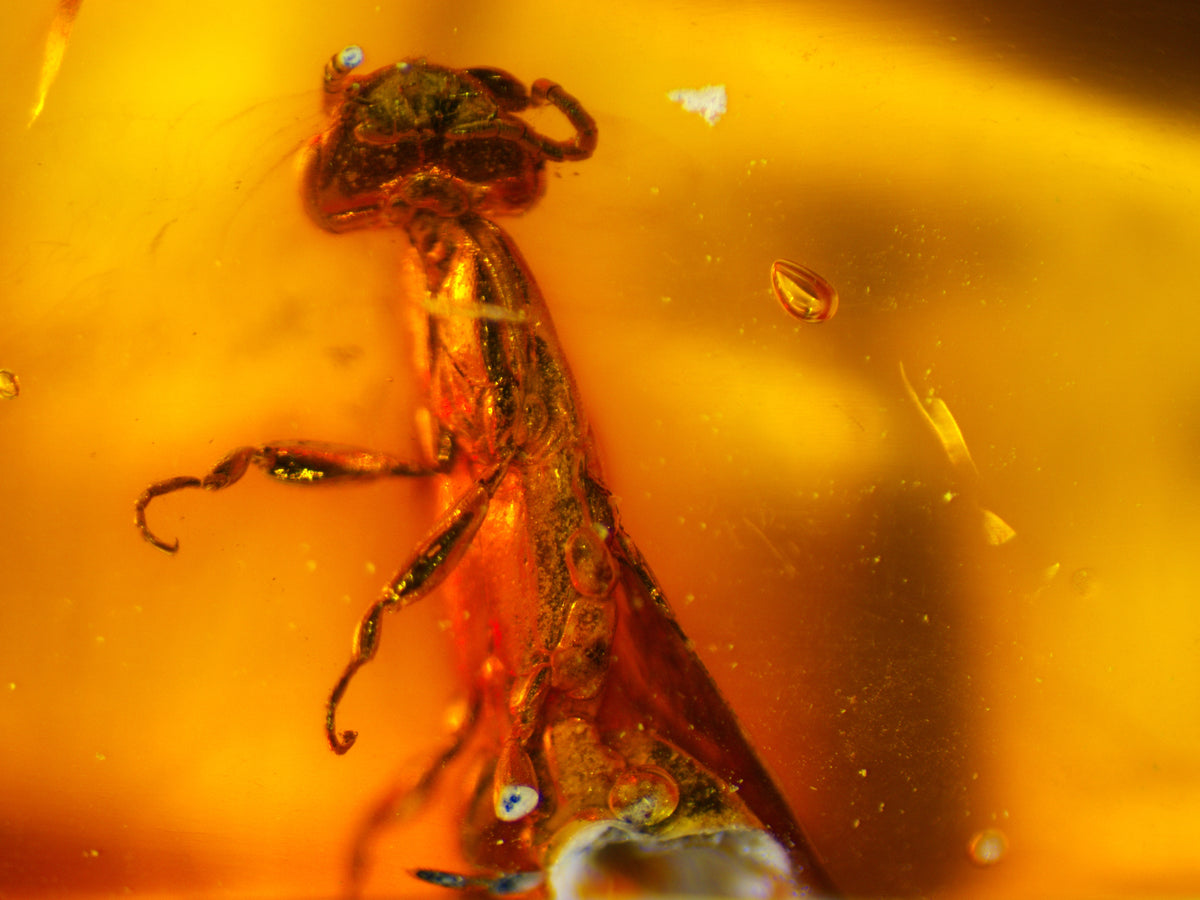 Stonefly Amber Inclusion