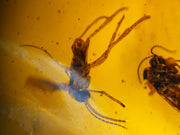 Multi-Insect Assembly Amber Inclusion