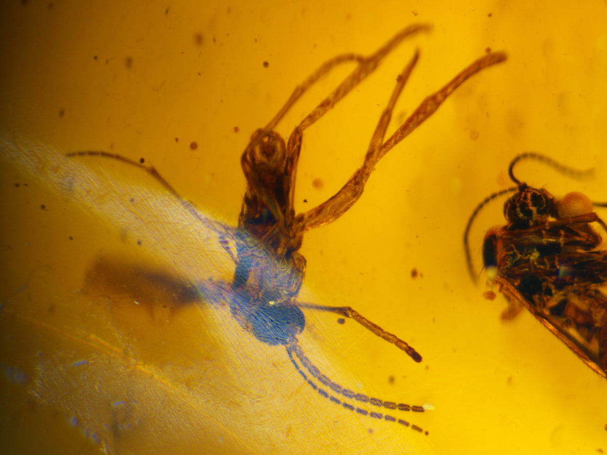 Multi-Insect Assembly Amber Inclusion