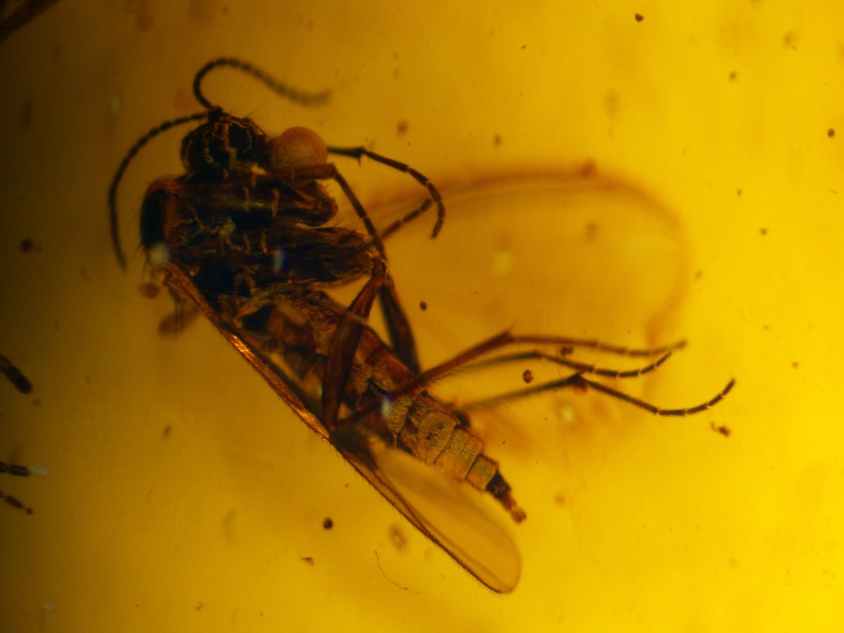 Multi-Insect Assembly Amber Inclusion