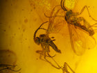 Multi-Insect Assembly Amber Inclusion