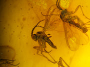Multi-Insect Assembly Amber Inclusion