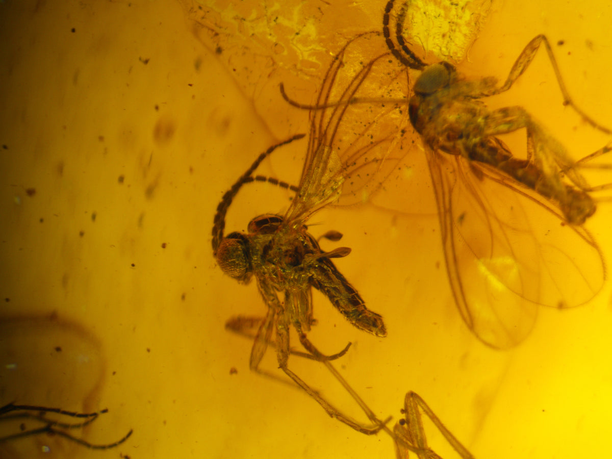Multi-Insect Assembly Amber Inclusion