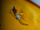 Multi-Insect Assembly Amber Inclusion