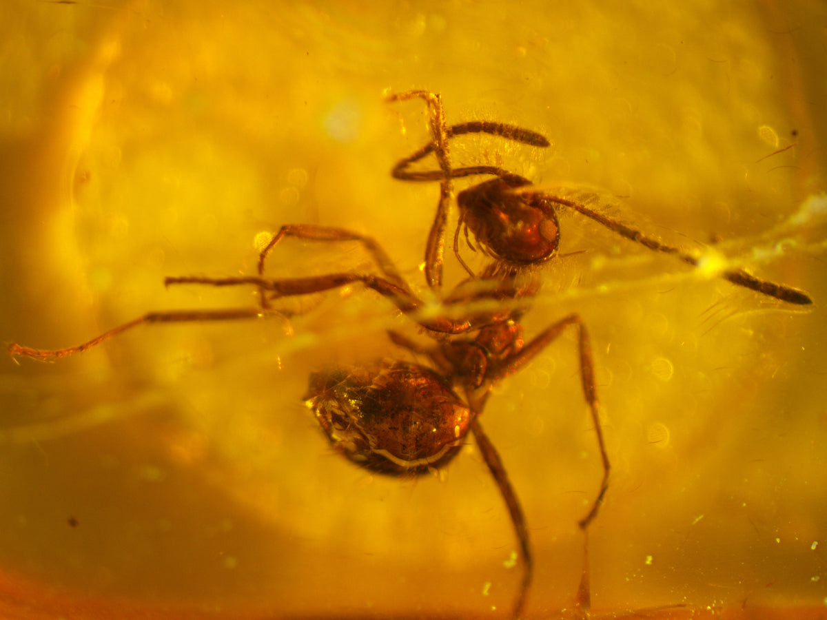 Ant Amber Inclusion