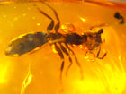Ant Amber Inclusion