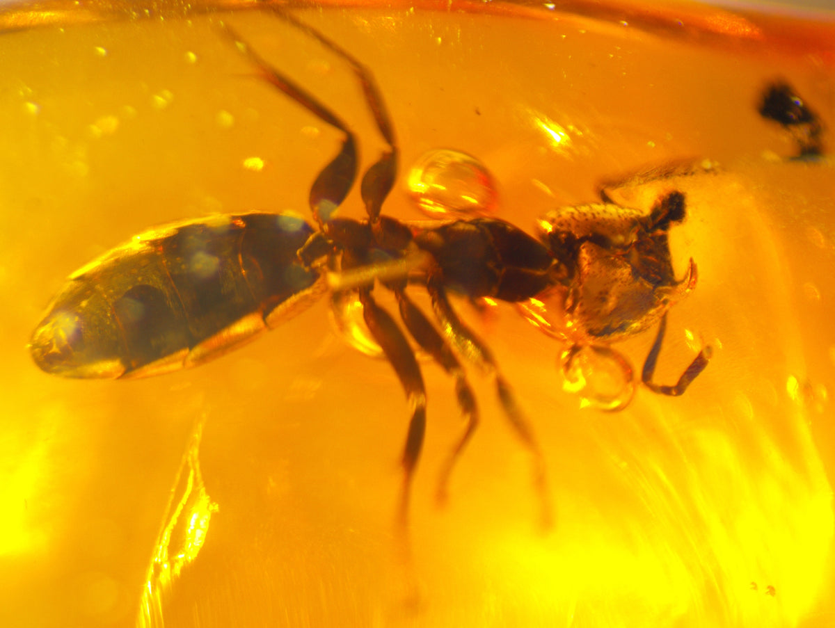 Ant Amber Inclusion