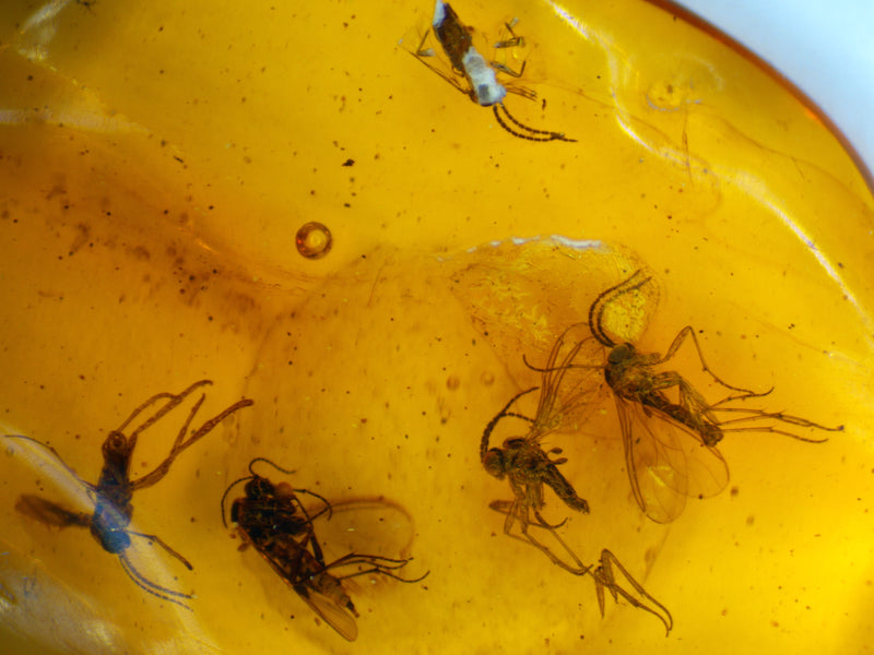 Multi-Insect Assembly Amber Inclusion