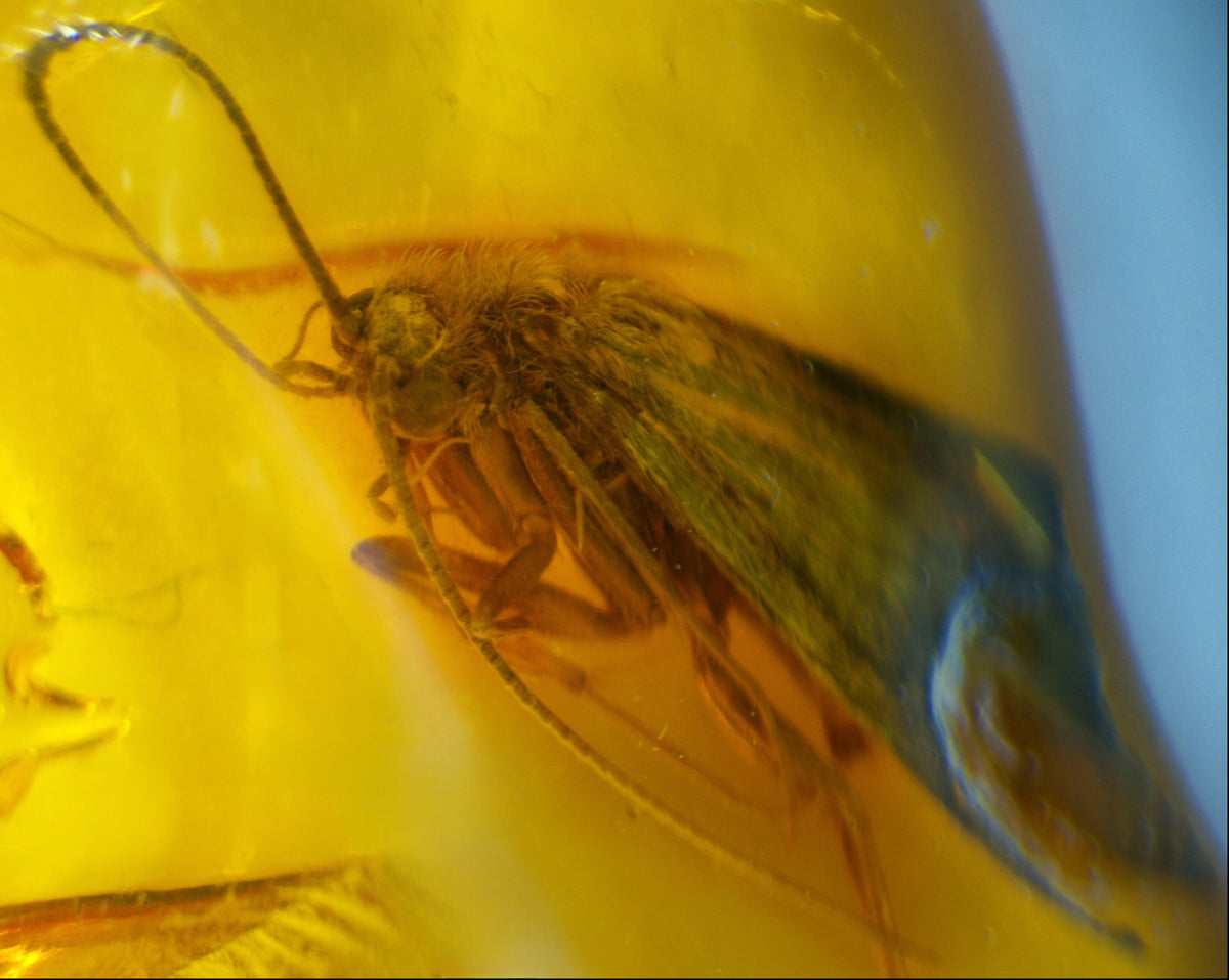 Caddisfly Inclusion Amber Inclusion