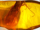 Caddisfly Amber Inclusion