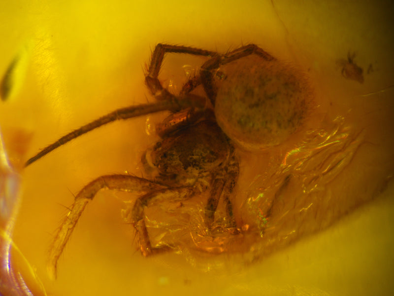 Cobweb Spider Amber Inclusion