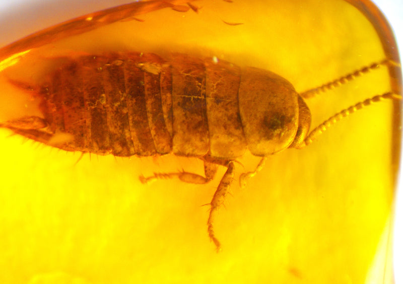 Cockroach Nymph Amber Inclusion