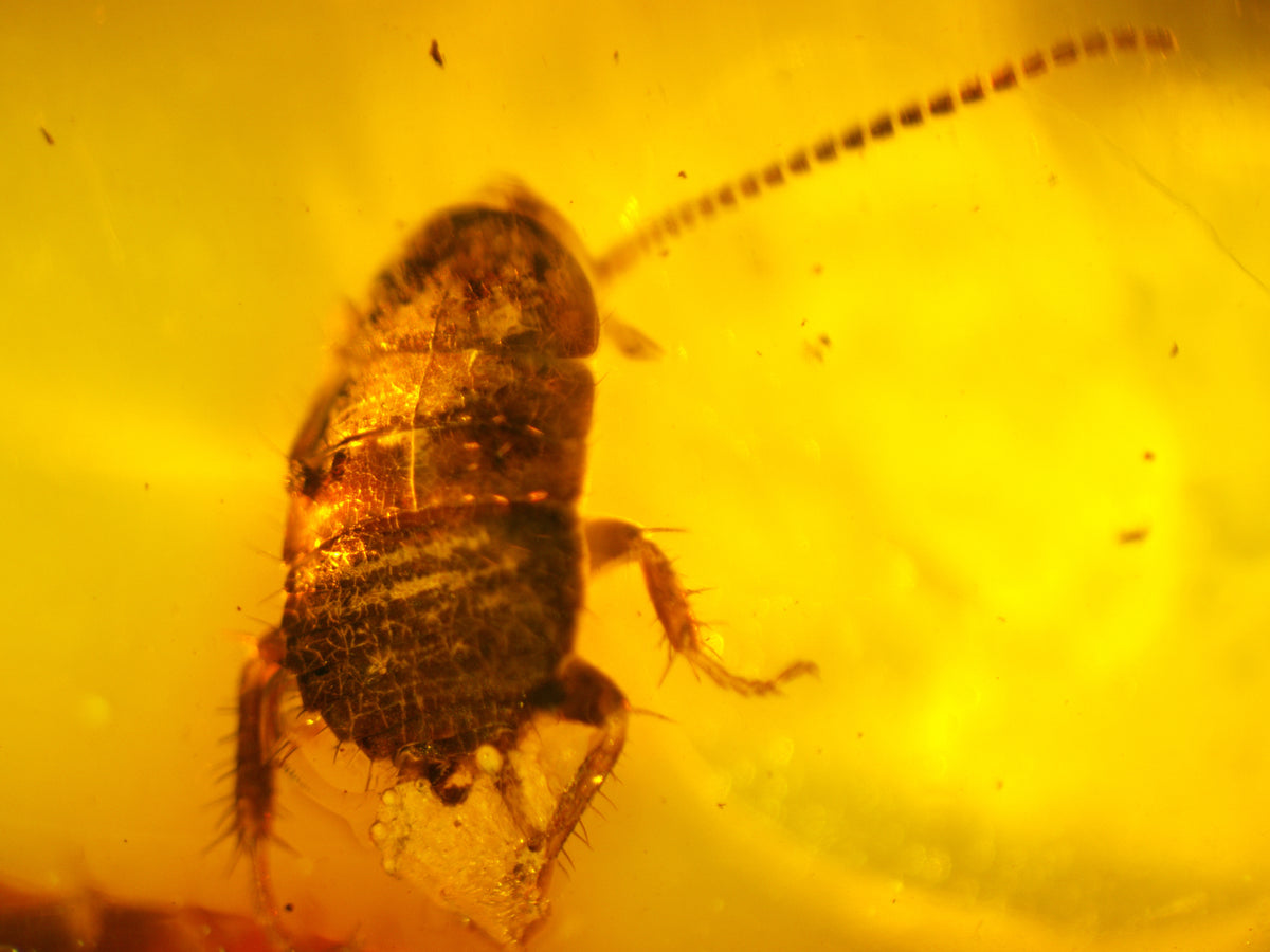 Cockroach Nymph Amber Inclusion