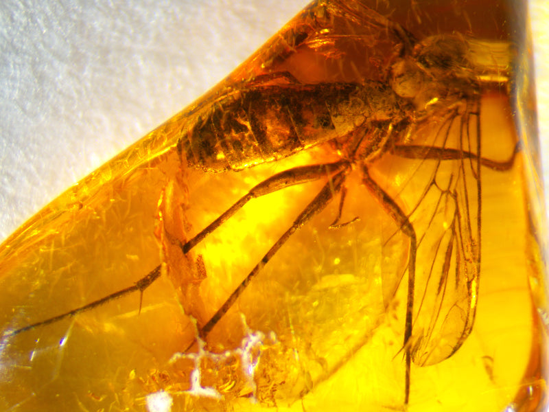 Crane Fly Amber Inclusion