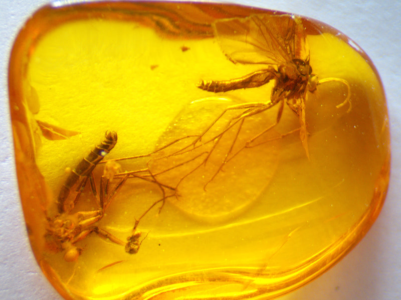 Crane Fly and Fungus Gnat Amber Inclusion
