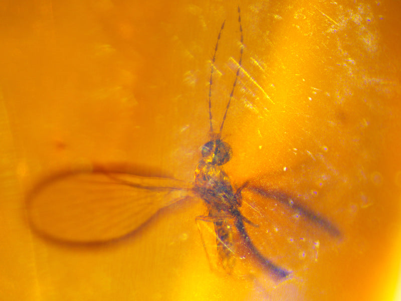 Fungus Gnat Amber Inclusion