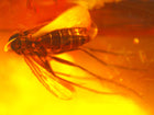 Fungus Gnat Amber Inclusion