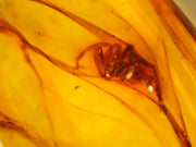 Huntsman Spider Amber Inclusion