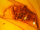 Huntsman Spider Amber Inclusion