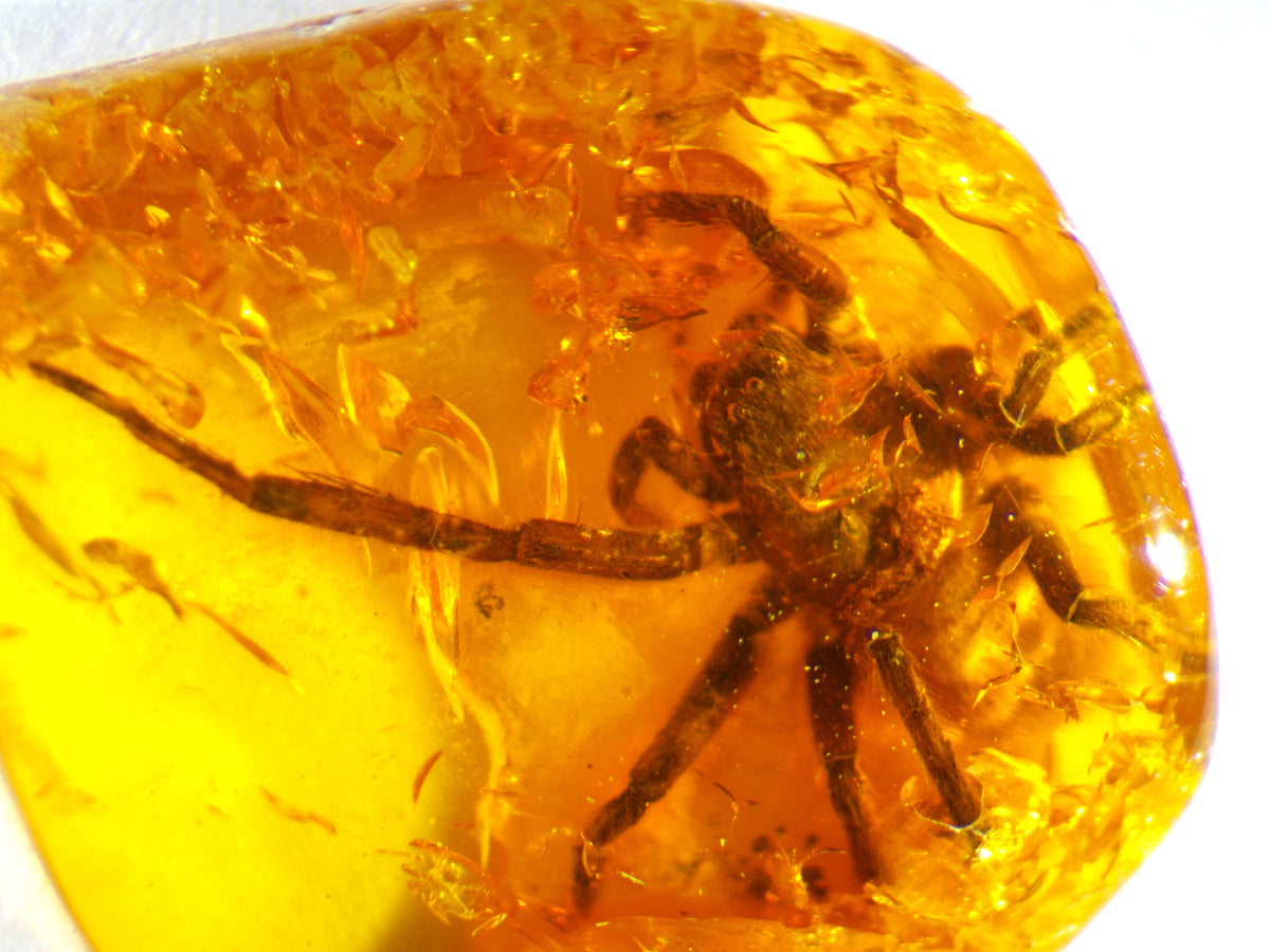 Spider Amber Inclusion