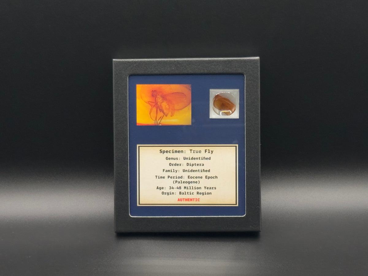 True Fly Amber Inclusion