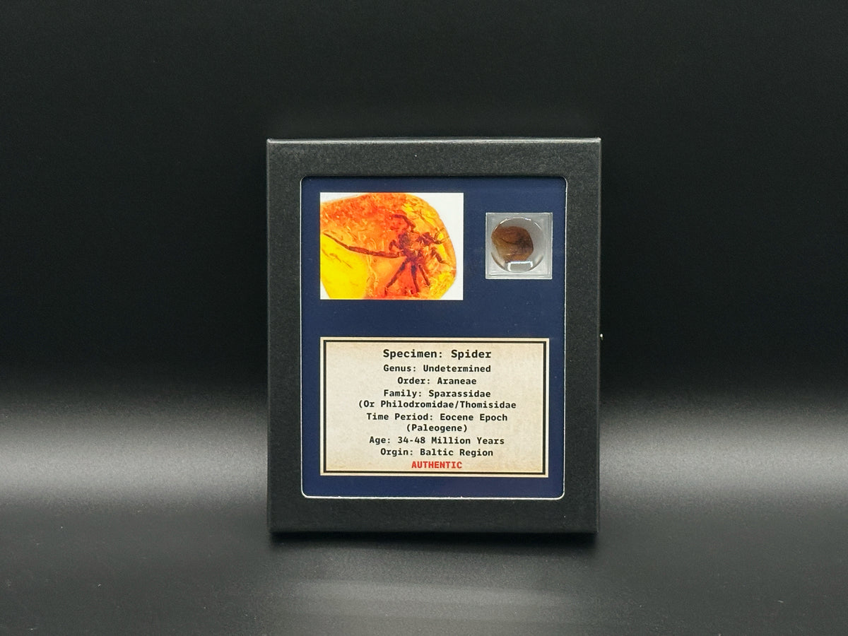 Spider Amber Inclusion