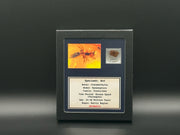 Ant Amber Inclusion