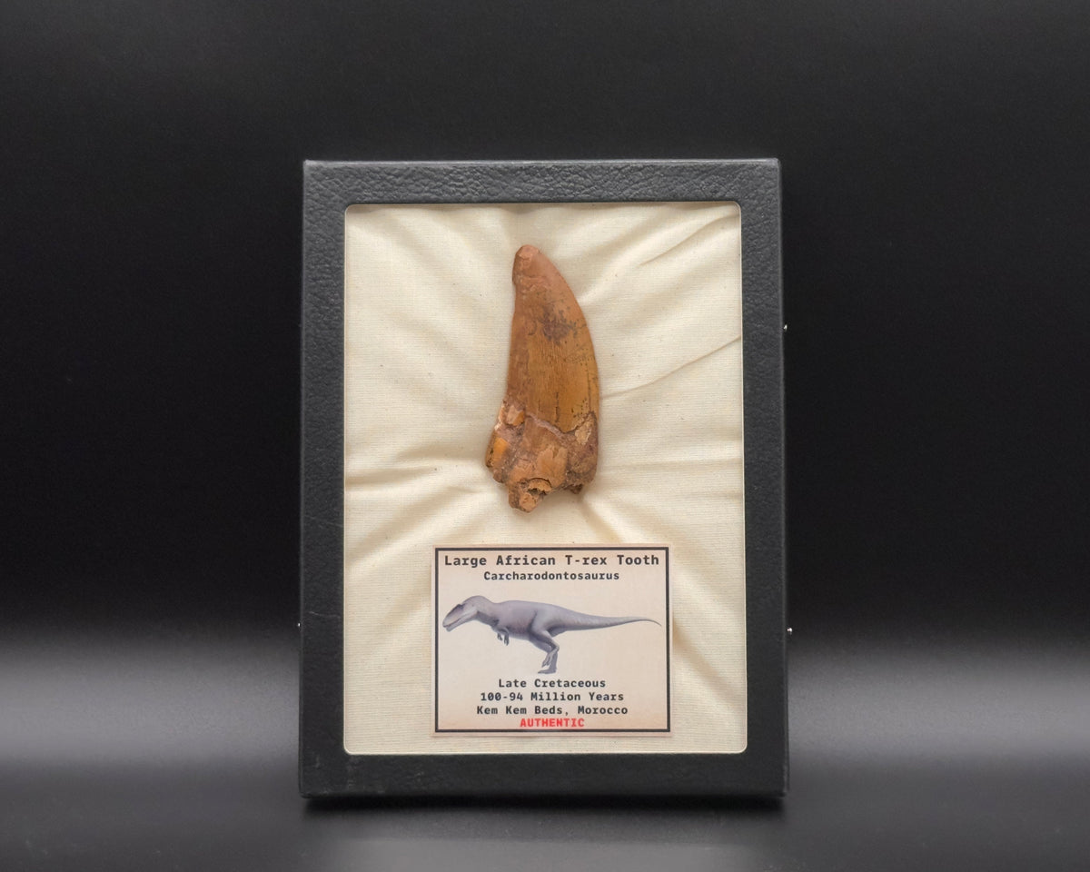 Large Carcharodontosaurus Tooth