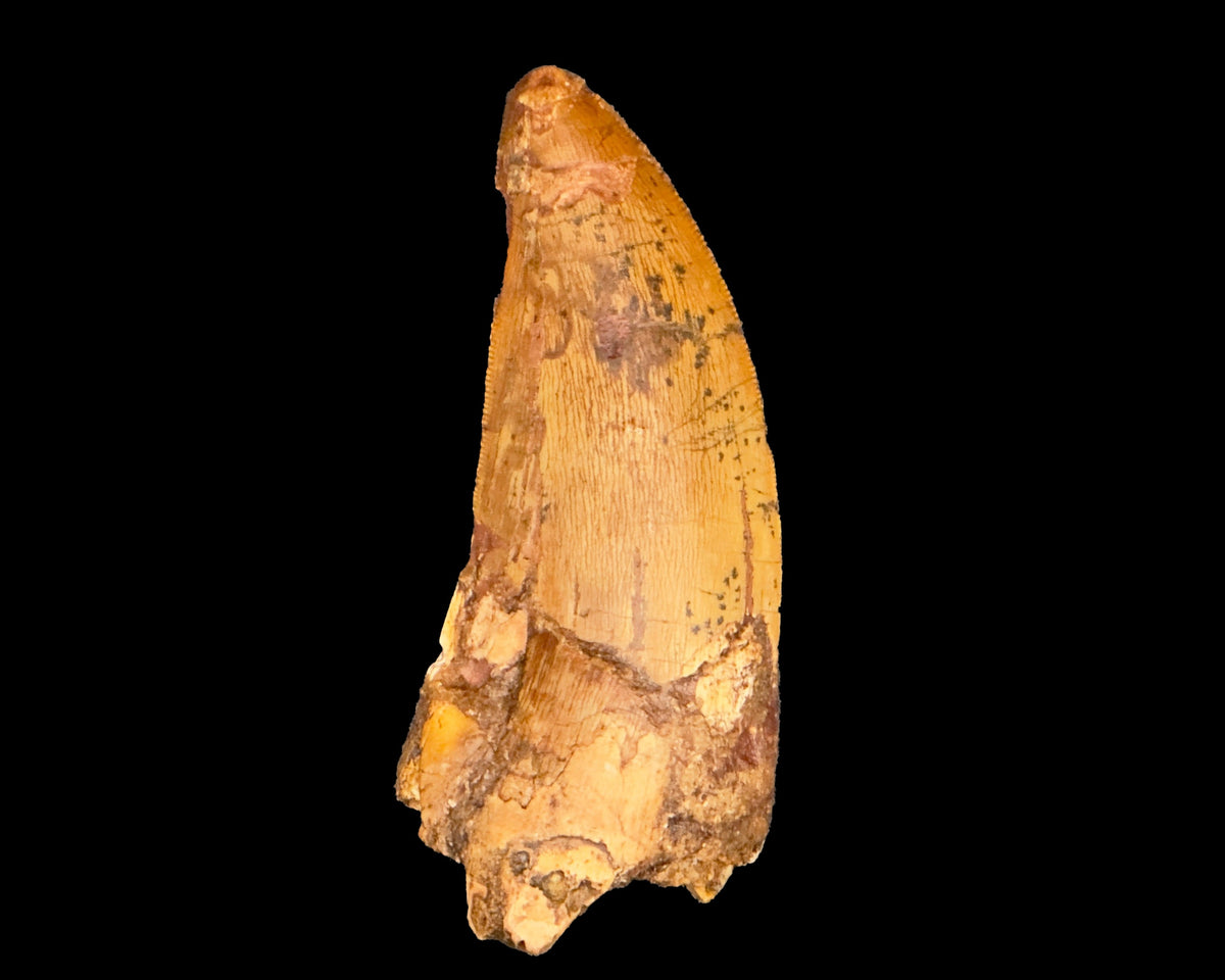 Large Carcharodontosaurus Tooth