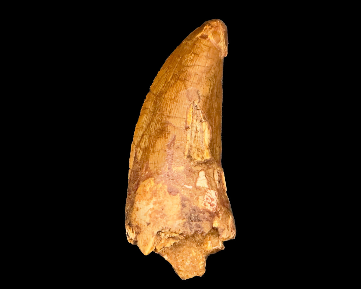 Large Carcharodontosaurus Tooth