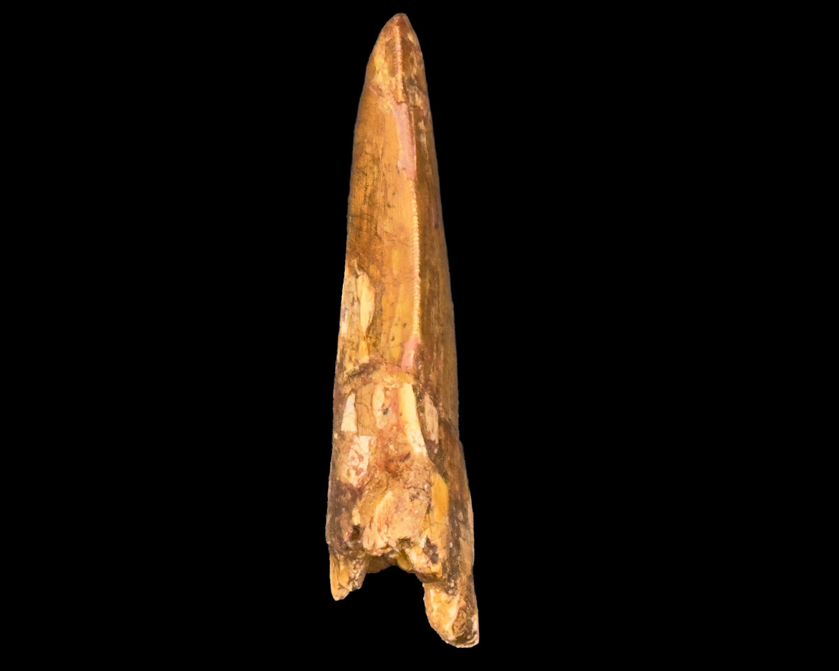 Large Carcharodontosaurus Tooth