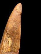 Large Carcharodontosaurus Tooth