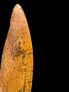 Large Carcharodontosaurus Tooth