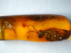 Parasitic Wasp and Fly Amber Inclusion