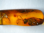 Parasitic Wasp and Fly Amber Inclusion