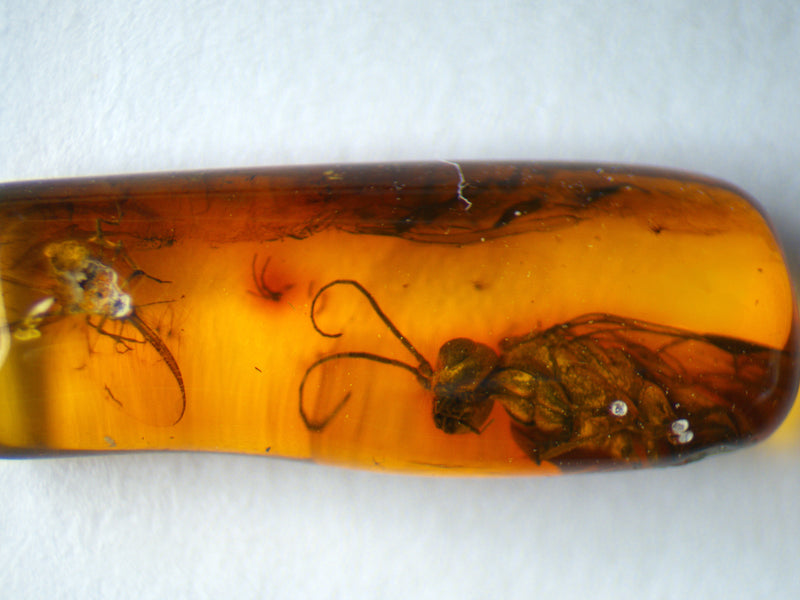 Parasitic Wasp and Fly Amber Inclusion