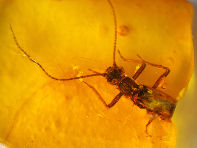 Plecoptera Stone Fly