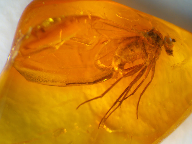 Predatory Snipe Fly Amber Inclusion