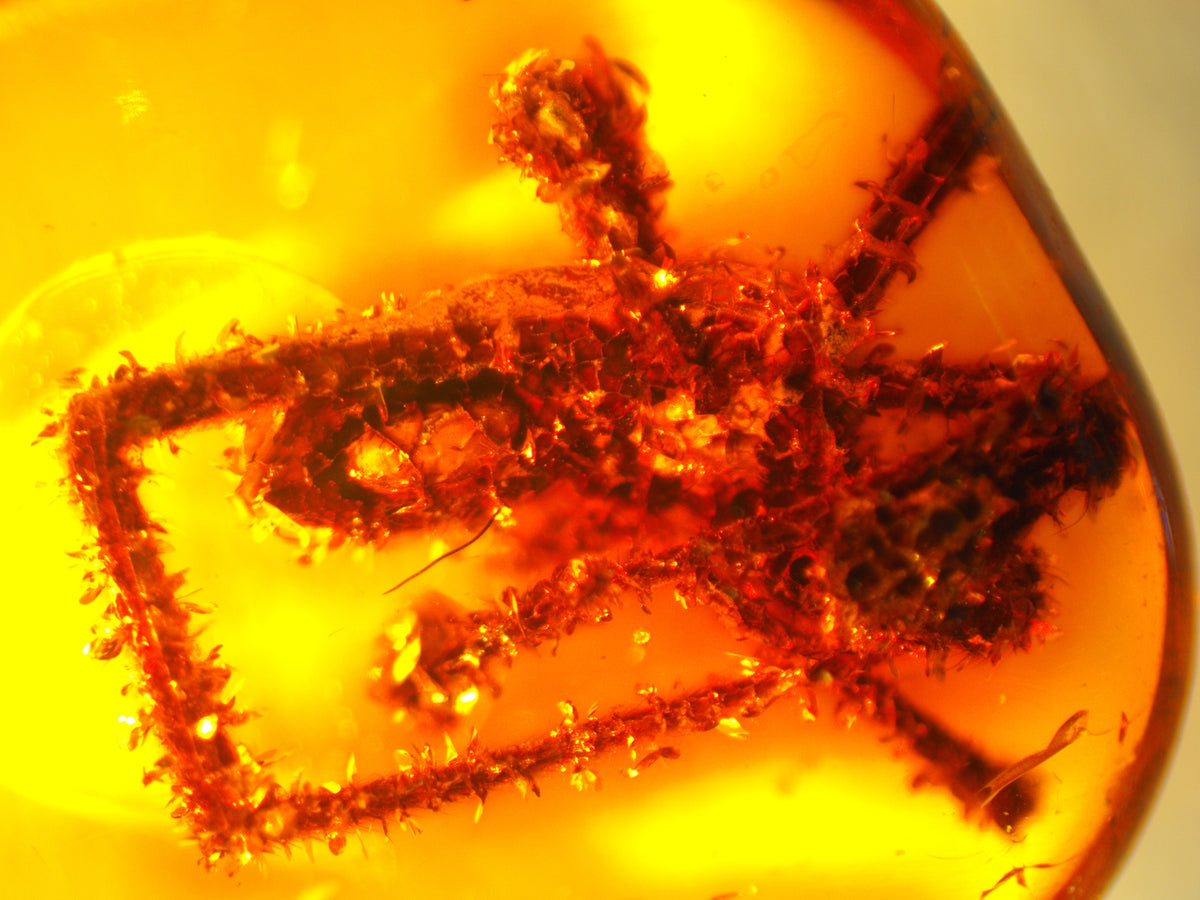 Spider Amber Inclusion