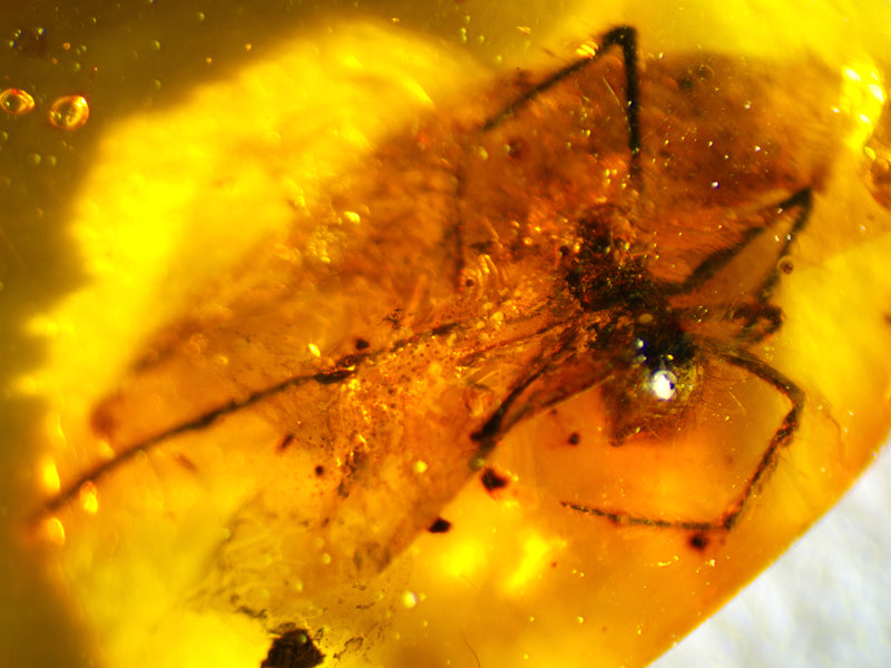 Spider with Web Amber Inclusion