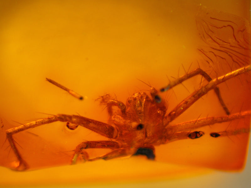 Spiny Legged Spider Amber Inclusion