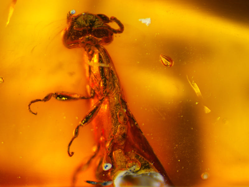 Stonefly Amber Inclusion
